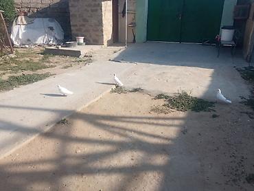 Животные: Salam tam sağlam quşlardır təcili satılır üst üstə 5 manatdan tək tək — 9