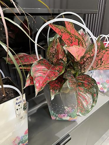 Другие комнатные растения: Женское счастье гигант сорт По городу доставка бесплатно Крупные — 77