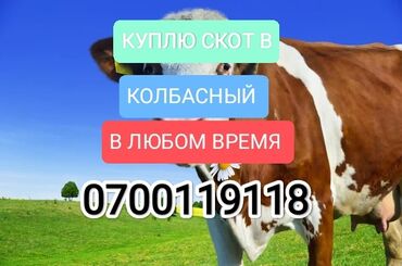 продаю тюк: Куплю | Коровы, быки, Лошади, кони | Круглосуточно, Любое состояние, Забитый