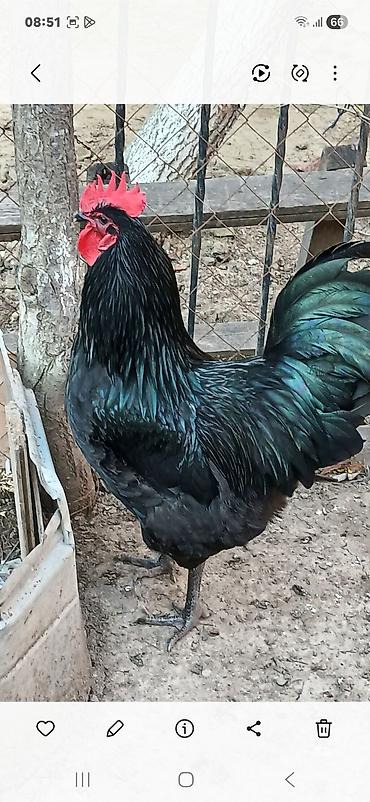 papuqay type 1: Australorp toyuğu — 1
