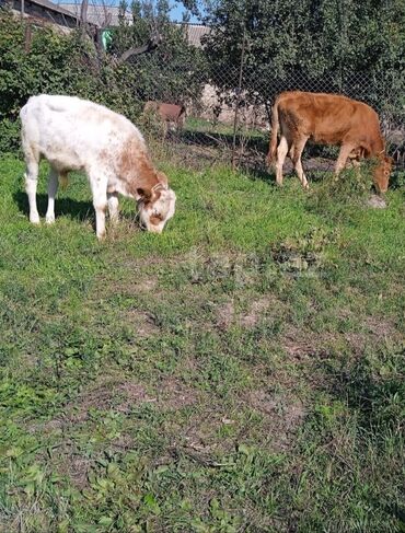 simmental ineklerin satisi: Теленок, Самец, месяцев: 2, Для разведения, Для мяса, Самовывоз, Платная доставка