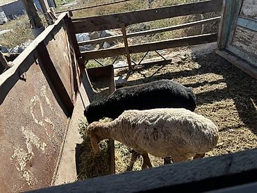 теке улака: Продаю | Баран (самец) | На забой — 4
