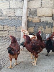 Digər quşlar: 6 eded 3 ayliq amroks cinsi(3 fere 3 xoruz)6 ededi 65azn. 8 eded 5 — 2