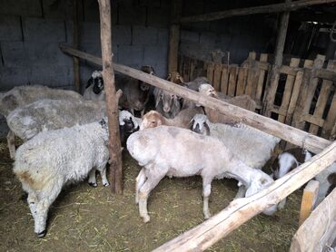домик для собака: Продаю