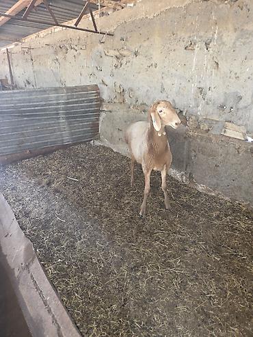 кой рамановский: Продаю | Баран (самец) — 2