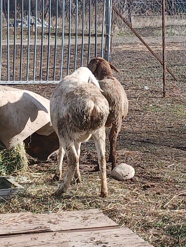 Бараны, овцы: Продаю | Овца (самка) | Для разведения | Матка — 4