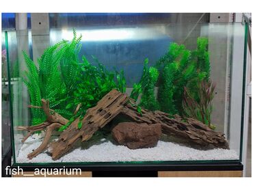 рыба на овощной подушке: Различные декорации для оформления аквариумов. Растения, коряги