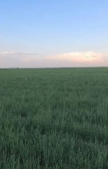 участок обмен: 16000 соток, Для сельского хозяйства, Генеральная доверенность, Договор долевого участия, Договор купли-продажи — 3