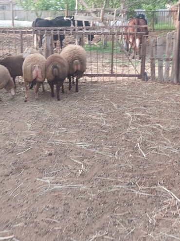 Quzu: Diri çəkisi 10 azn dan ətlik quzular — 2