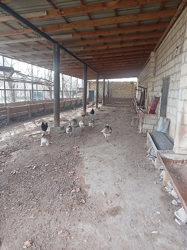 Torpaq sahələrinin satışı: Kənd təsərrüfatı — 4