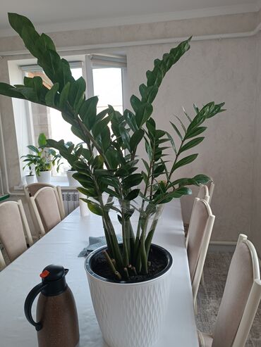 Другие комнатные растения: Продаётся замиокулькас вместе с горшком очень большой