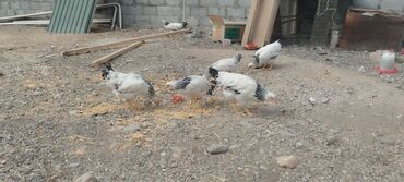 дом для кота: Продаю | Цыплята | Для разведения