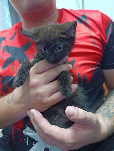 black cat: Отдам котят в добрые руки, возраст примерно 1,5–2 месяца. Черный - — 4