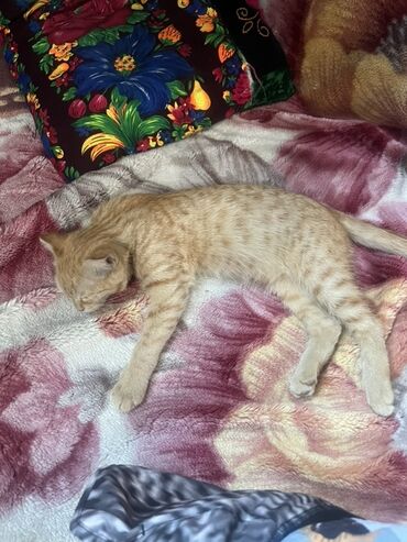 котенка в добрые руки: Кошка даром: Беспородная, 4 месяца, Девочка, Приучена к лотку
