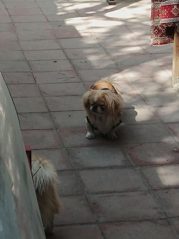 İtlər: Pekines, 1 il, Peyvəndli — 6