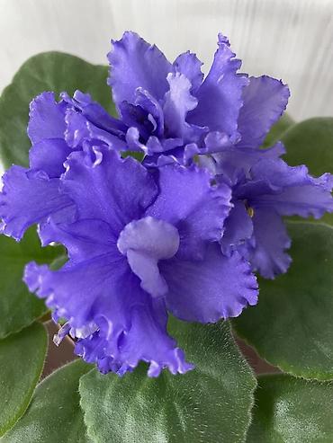 Фиалки и глоксинии: Продам! 1 Детки стандартных сортовых фиалочек. Цена за детку от 80 — 10