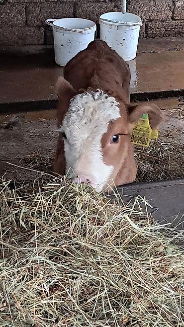 Inəklər, öküzlər: Dişi, Simental, il: 3, 450 kq — 8