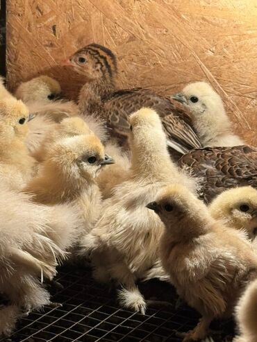 продаю цыплят: Kapликовые породы, цыплятa от 1 месяца и cтаpше. Цeна указaна за