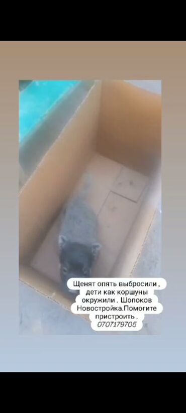 щенка немецкой овчарки: Ит бекер берилет: Алабай, 6 айлык, Эркек