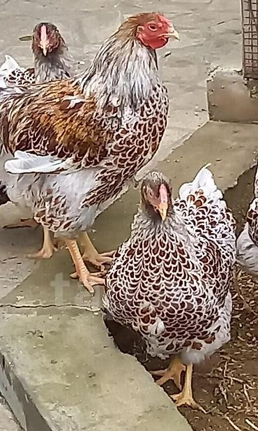 Toyuqlar: Toyuq, Ətlik -da lalafo.az — 12 Toyuqlar: Toyuq, Ətlik — 12