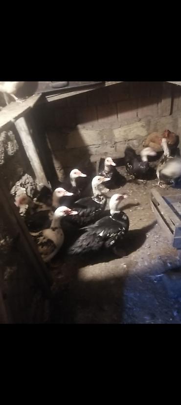 heyvanlar quşlar: 9 Boyuk Heyvan 20 eded Bir Ayliq Bala Analari ile Sap saglam Baxanda — 1