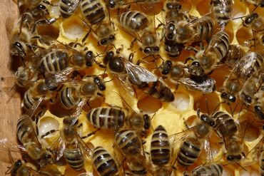 С/х животные и товары: Продаю срочно семъя пчела с ящиками, 5000сом пчелы очень развитая