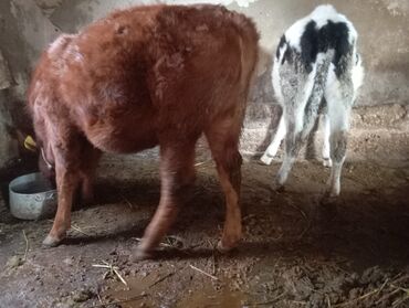 Dana, buzov: Dana, buzov, Dişi, ay: 9, 250 kq, Damazlıq, Ünvandan götürmə — 6