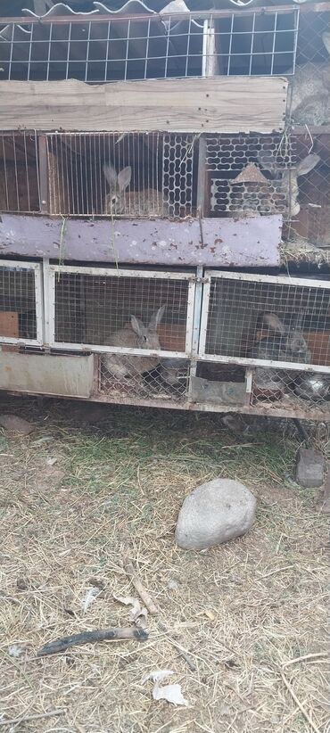 машинка для животных: Продаю кролики большие по 1000