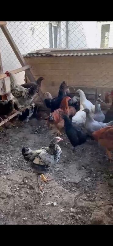 разведение сельскохозяйственных животных: Продаю | Куры, Петух, Цыплята