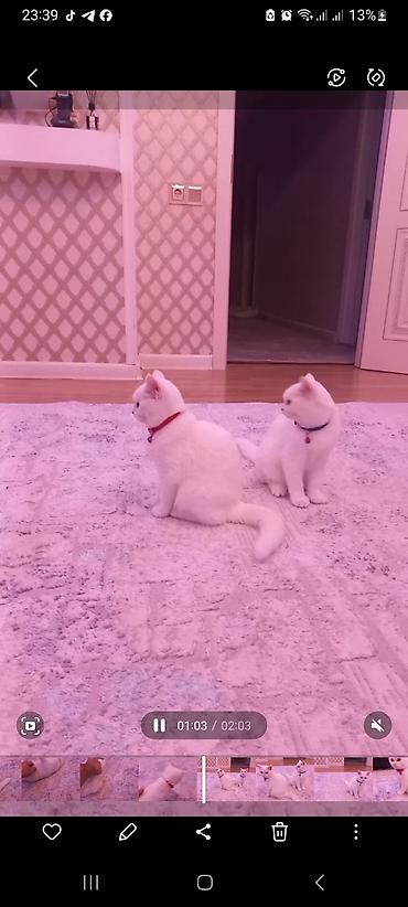 Кошки: Шиншилла, Самец, В добрые руки, Бесплатная доставка — 2