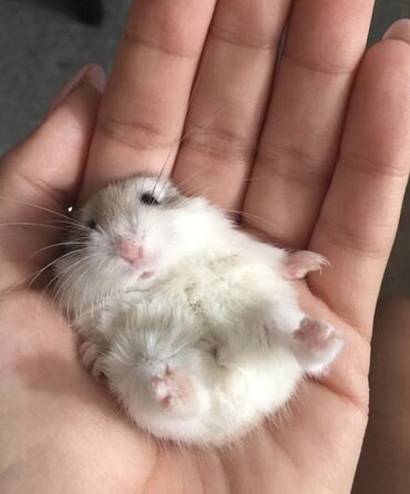 Gəmiricilər: Hamster cunqarik kiçik ölçülü, ağ, boz və qəhvəyi rənglərdə olan tüklü — 3