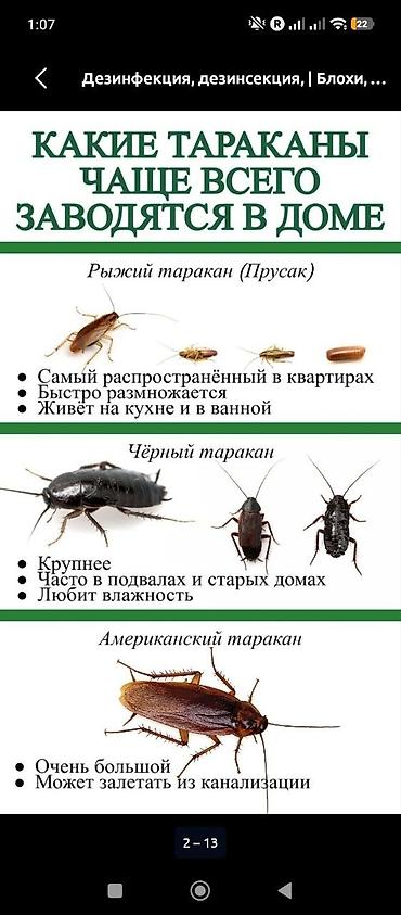 усыпление животных бишкек: Дезинфекция, дезинсекция, | Клопы, | Квартиры — 8