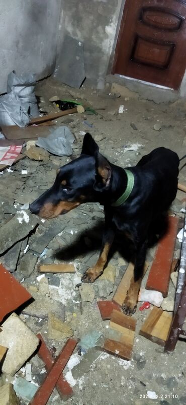 doberman satışı: Doberman, 1 il, Erkek, Peyvəndli, Ünvandan götürmə