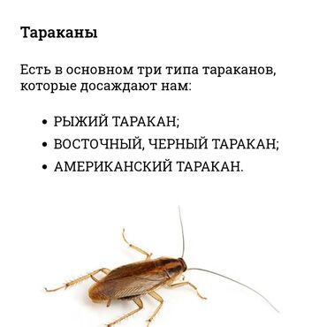 уничтожения тараканов: Дезинфекция, дезинсекция | Клопы, Блохи, Тараканы | Транспорт, Офисы, Квартиры