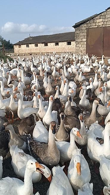 ev quşlari haqqinda melumat: Salam . 1illik linda kuban qaz surusu satılır 400ədəd qazdı tam — 4
