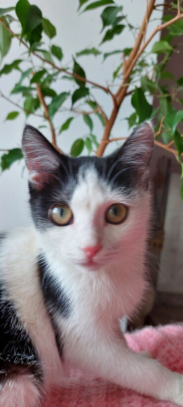 продажа домашних животных: 🐾 Очаровательная Дуняша ищет дом 🐾 Молодая черно-белая кошечка