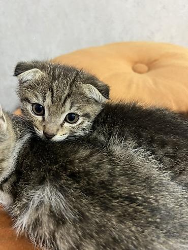 шотланский кошка: Шотландские вислоухие котята. Милые котята с характерными прижатыми — 3