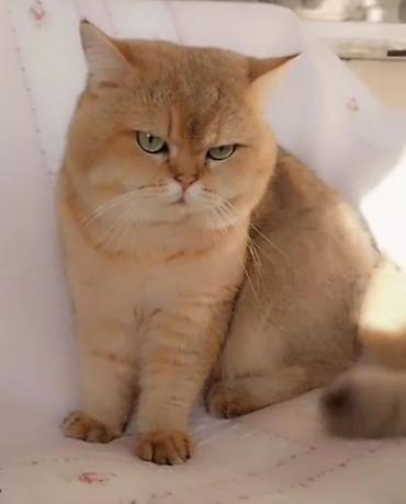 Pişiklər: Britan — 9