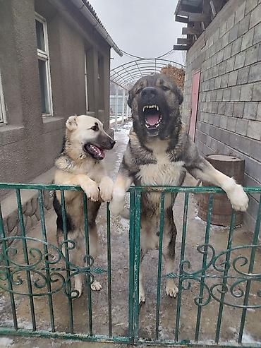 Продажа собак: Алабай, 3 месяца, Самец, С прививкой — 17