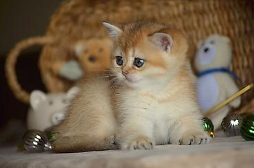 Pişiklər: Qızıl şinşilla, Erkək, Dişi, Ünvandan götürmə — 5