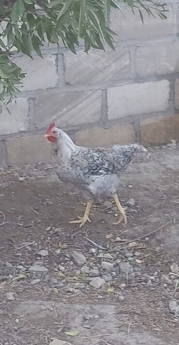Akvarium aksessuar və ləvazimatları: Gümüş-boz rəngli xoruz - Cinsəxas xüsusiyyətləri: parlaq qırmızı