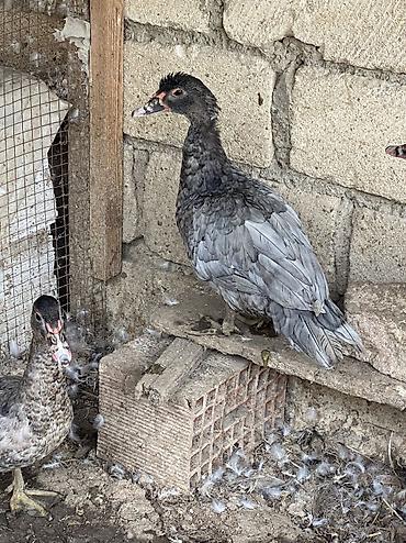 quş adları: Macar kül rəngi lal ördəklər tam sağlamdılar 7 aylıqdılar — 1