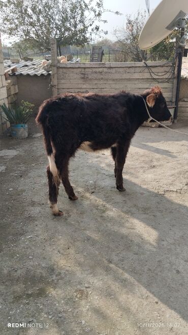 cins inekler: Телята