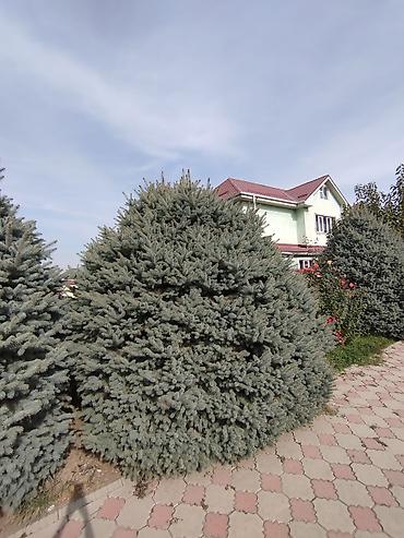сеянцы голубой ели: Ель голубая (Picea pungens, голубая ель, «Blue Spruce») для — 2