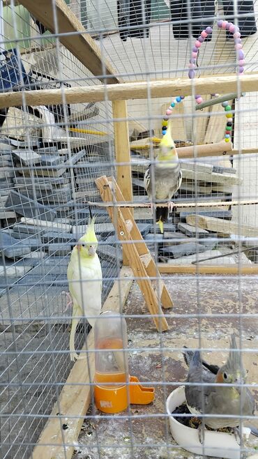 Tutuquşları: 2 disi 1 ərkek 1 yaşları var qefesle bir yerdə satılır qəfəsin uzunu — 2