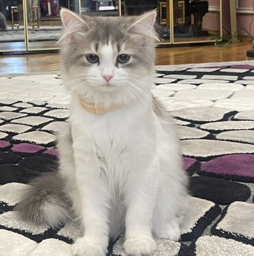 tüksüz pişiklər: Uzun tüklü, yumşaq xəzdən ibarət ev pişiyi. Rəngi ağ və boz tonlarının