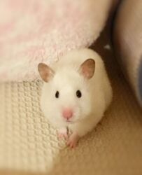 белые крысы: ПРОДАЮ СИРИЙСКИХ ХОМЯЧКОВ,А ТАК ЖЕ КЛЕТКИ,КОРМ,ОПИЛКИ,ПРОГУЛОЧНЫЕ