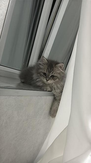 pişik dişi: Şinşilla, Dişi, Yaxşı əllərə, Ödənişli çatdırılma — 1