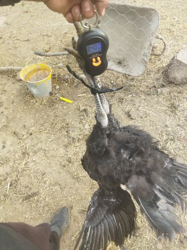 Индюки: Продаю | Индюк (самец) | Полукровка | На забой | Племенные — 6