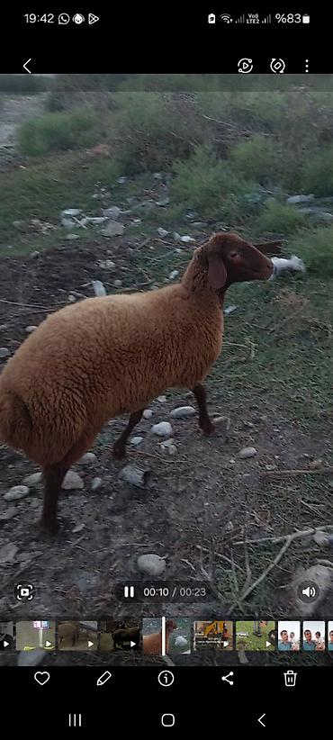 heyvan bazari baki: Məhsul: Qoç və qısır qoyunlar - Cins: Yerli ətlik tip — 4